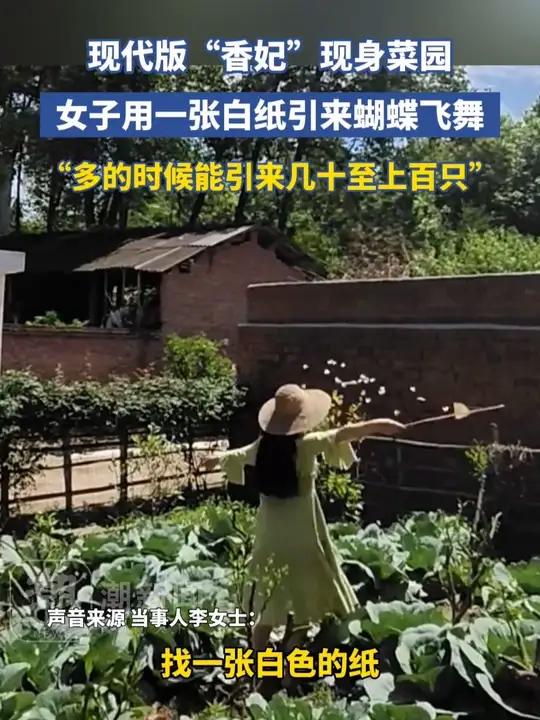 现代版“香妃”现身菜园,女子用一张白纸引来蝴蝶飞舞,“多的时候能引来几十至上百只”