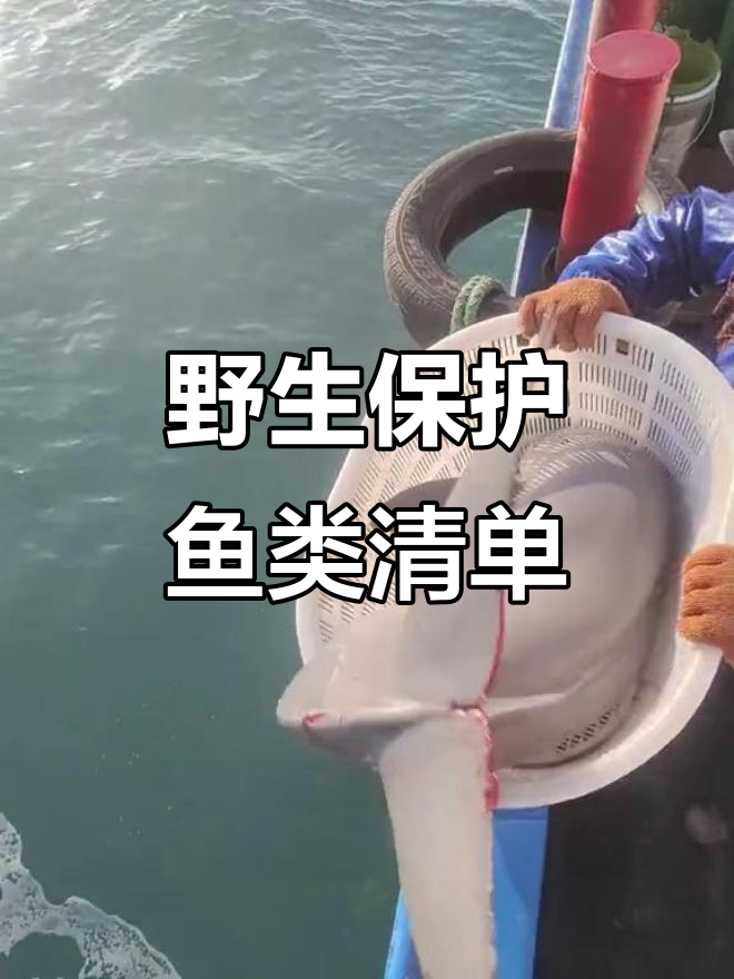 这些鱼千万别乱抓,它们都是濒危物种!