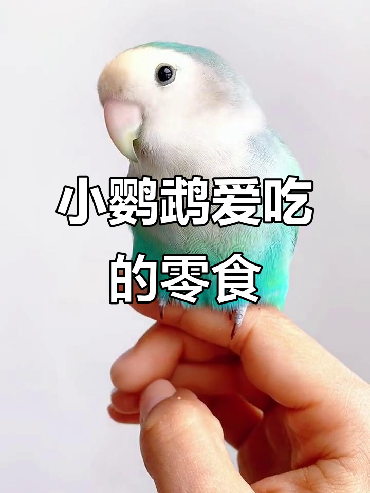 训练鹦鹉学会小技能,奖励它最爱的小瓜子零食