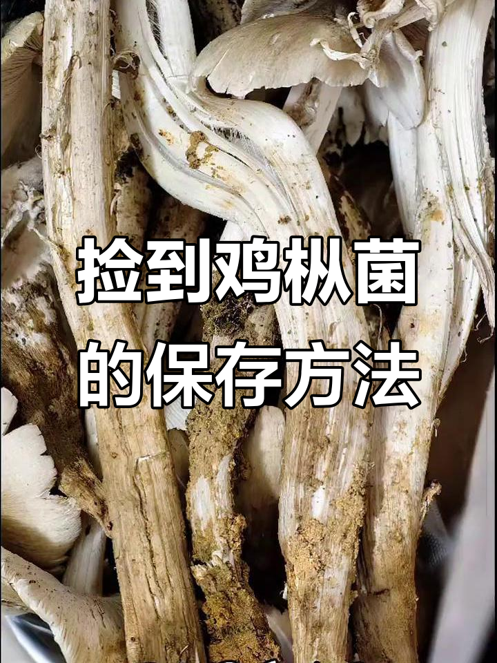 用人民币捡到的鸡枞菌,教你如何保存新鲜美味