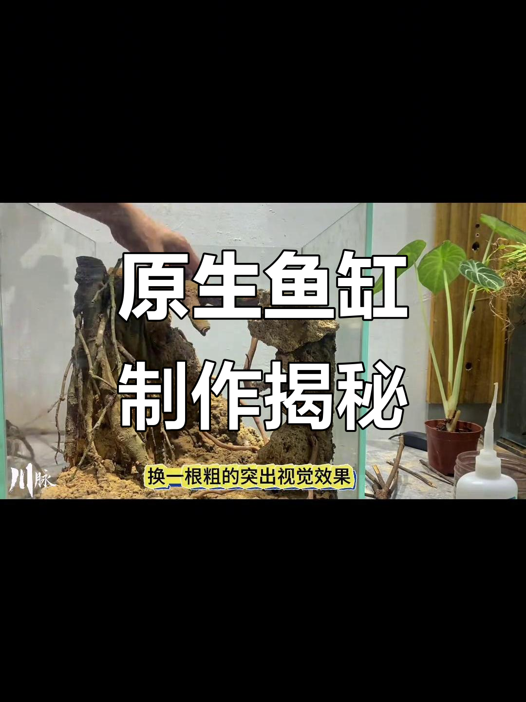 打造原生鱼缸造景,细节决定成败