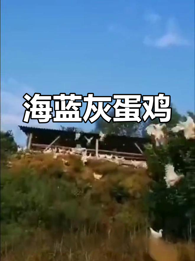 海南飞淡鸡:粉色蛋高产,专产海兰灰蛋