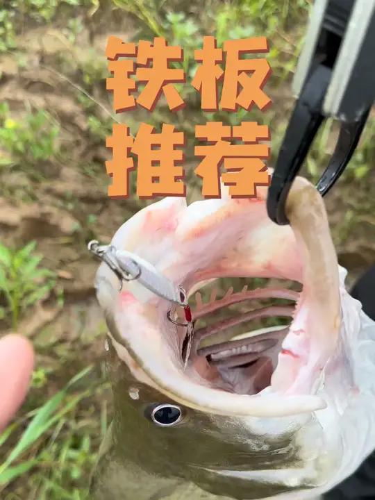 路亚野钓秋冬必备铁板!路亚鳜鱼翘嘴鳡鱼鲶鱼红尾通杀只要1块多 渔具用品 路亚新手入门教程 