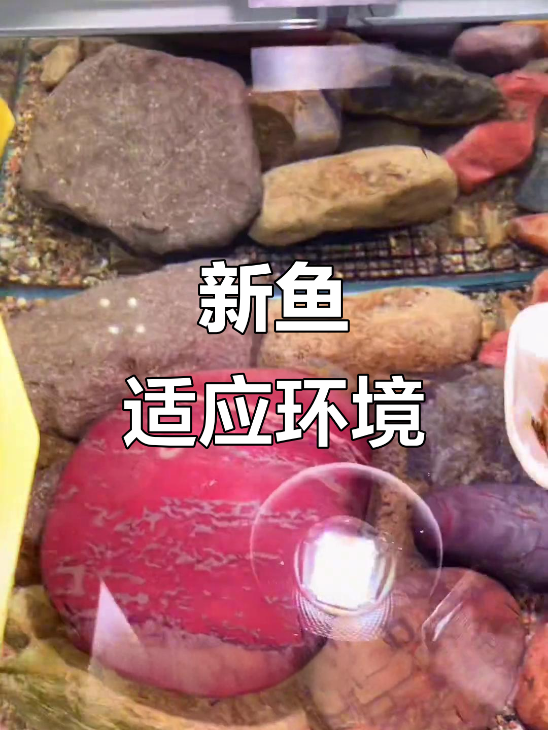 小溪鱼入新缸，马口隔离成功！