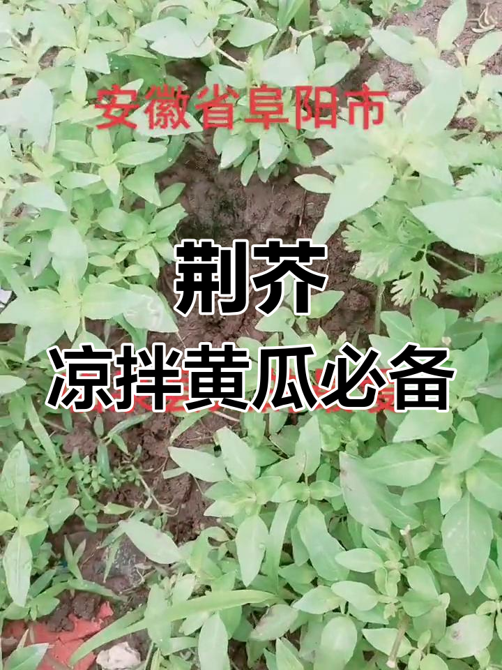 安徽阜南的独特风味:荆芥的美味做法