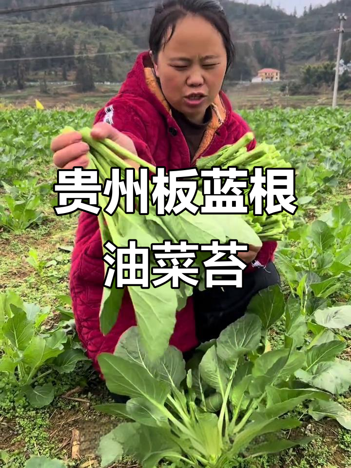 贵州板蓝根菜苔:嫩脆甜,冬季必试农家美味