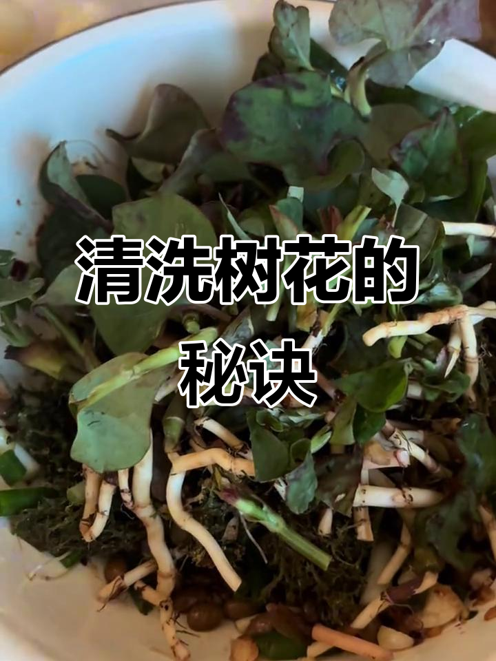 云南树花菜,洗到水清才好吃!