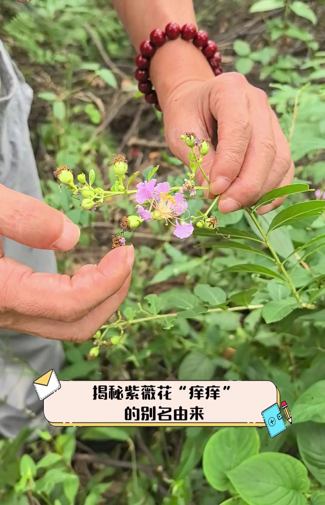揭秘紫薇花“痒痒”的别名由来