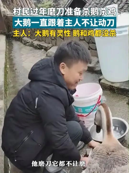 2月17日(发布时间),贵州黔东南。村民过年磨刀准备杀鹅杀鸡,大鹅一直跟着主人不让动刀,主