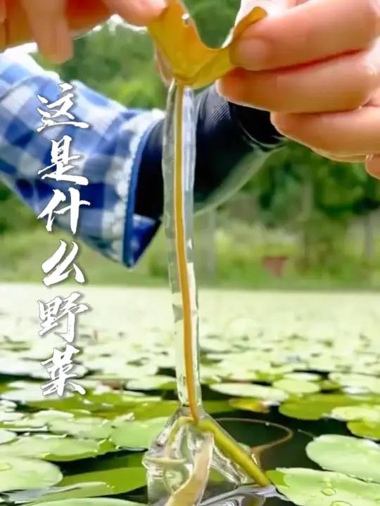 你们家乡有这些野菜吗