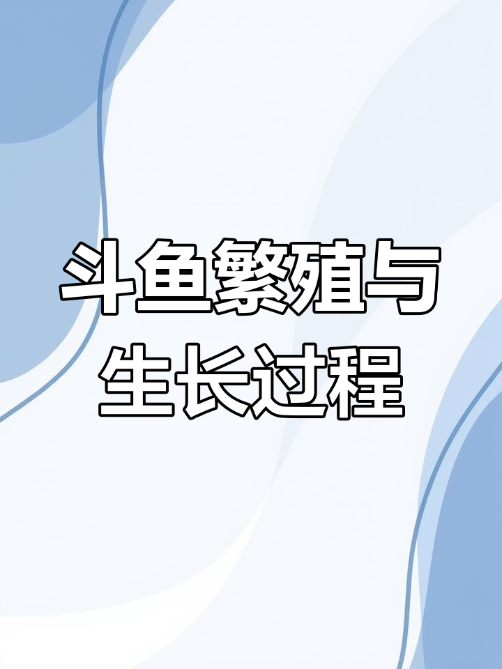 斗鱼从卵到成鱼的成长全过程,看它们如何一步步长大