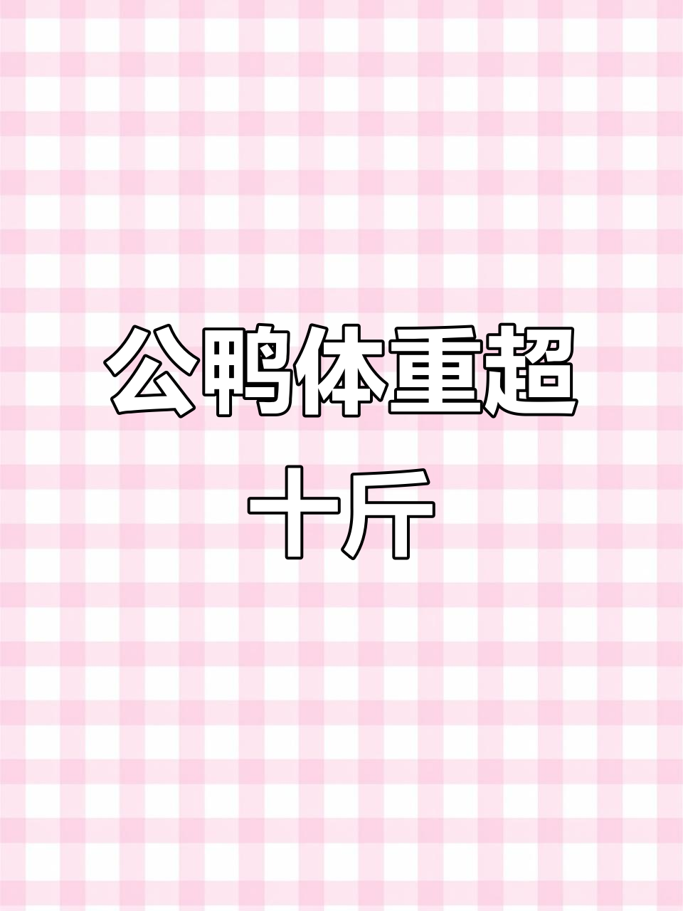 非洲雁公鸭,肉质鲜美,成年重达10斤