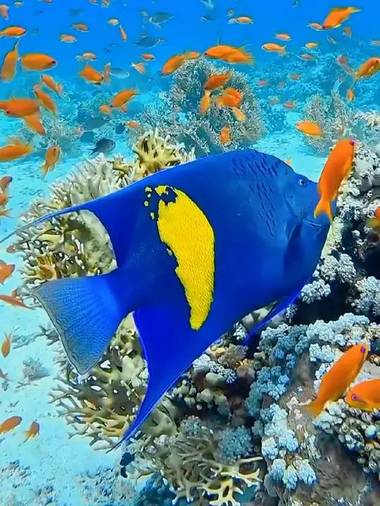 绚丽多彩的海底世界鱼群 奇妙的海洋生物 一起看看海底世界 海底真实视频 蓝色治愈系