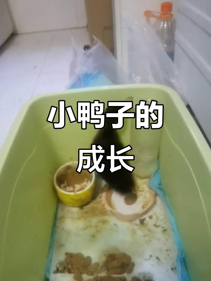 小鸭子长大了，拉屎功力惊人！你们家的也这么猛吗？