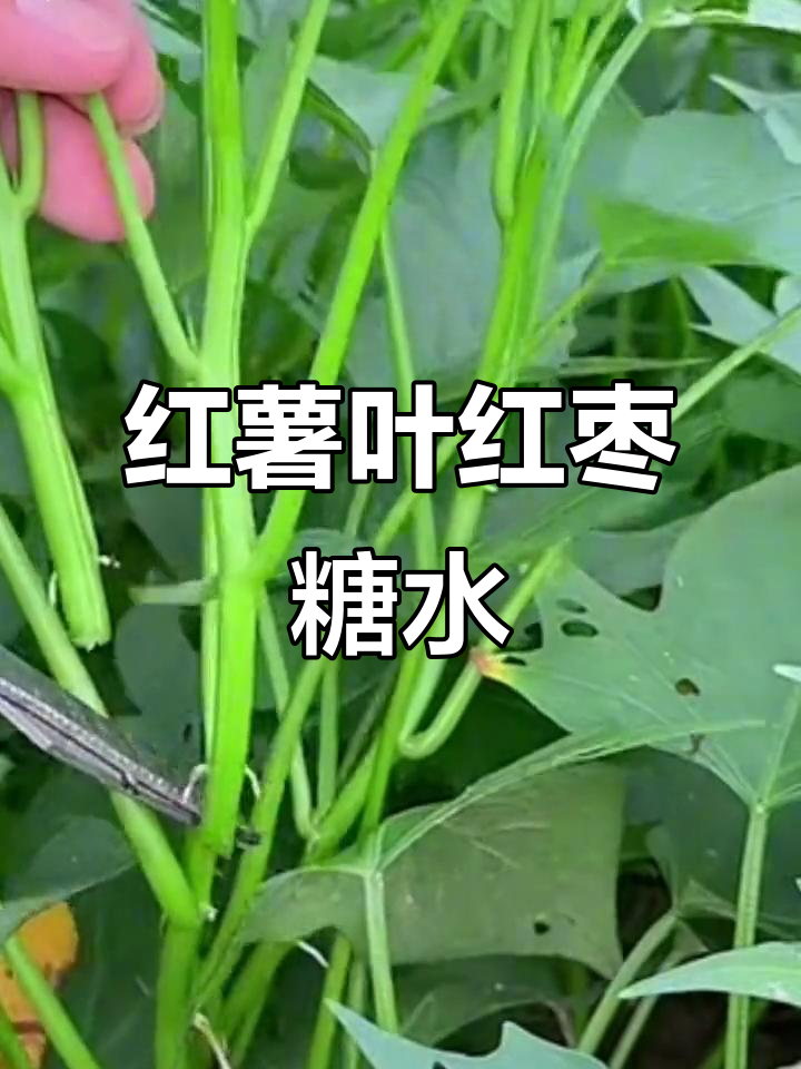 95岁老奶奶的土方法:红薯叶加红枣红糖,煮出美味汤