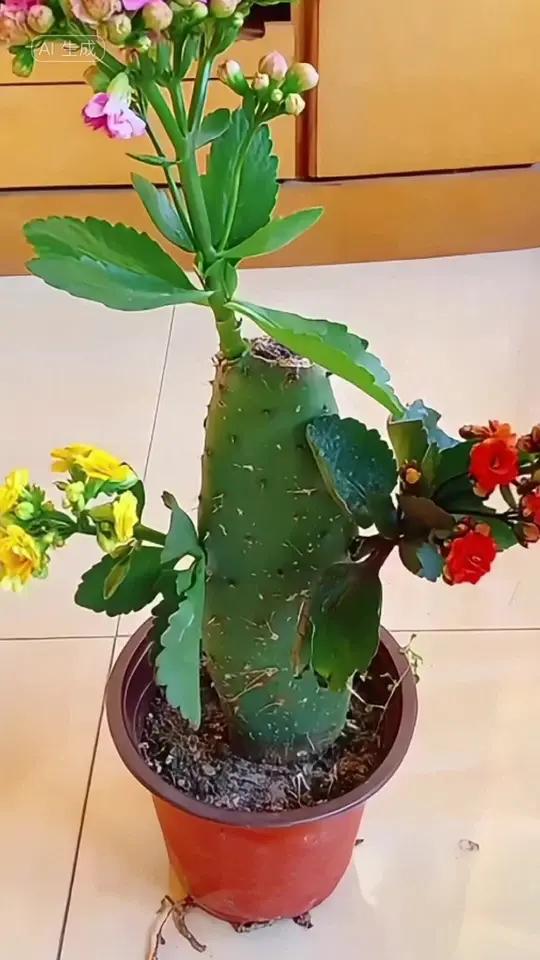 仙人掌嫁接长寿花能不能活