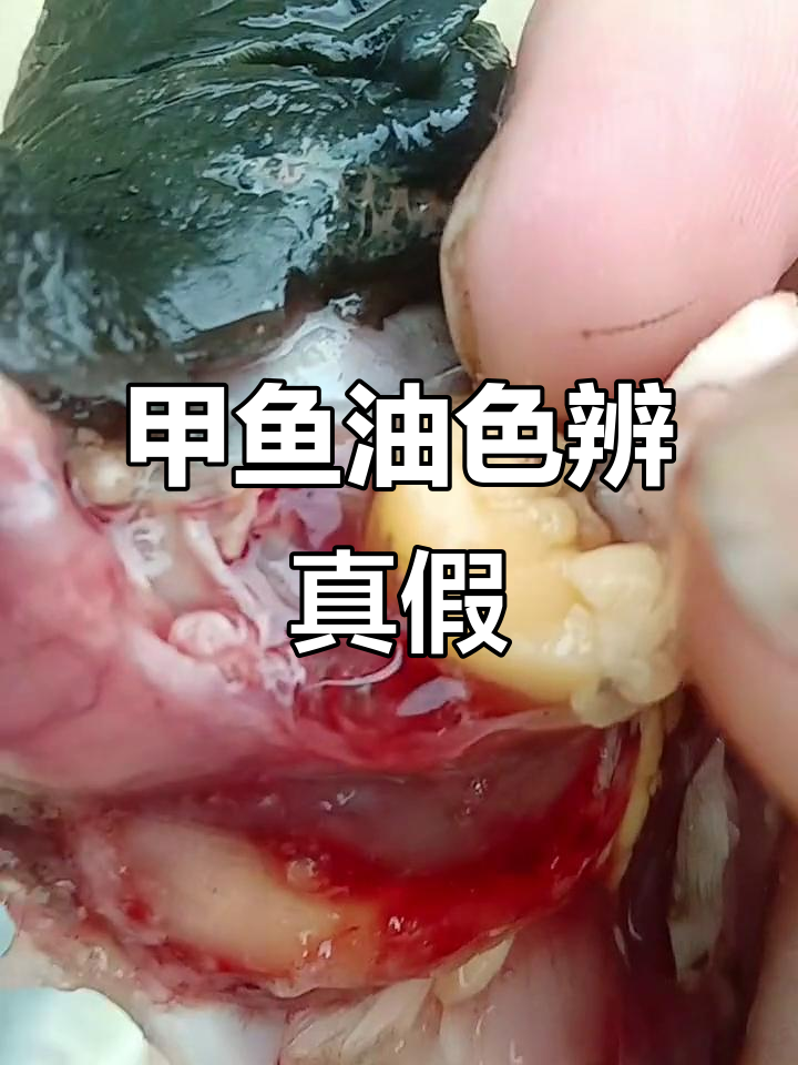 野生甲鱼油黄,饲料喂养的呈白色,揭秘辨别小技巧!