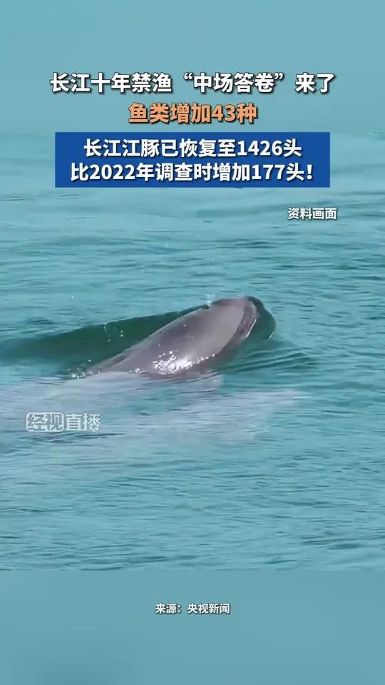 长江十年禁渔“中场答卷”来了 鱼类增加43种 长江江豚已恢复至1426头 比2022年调查