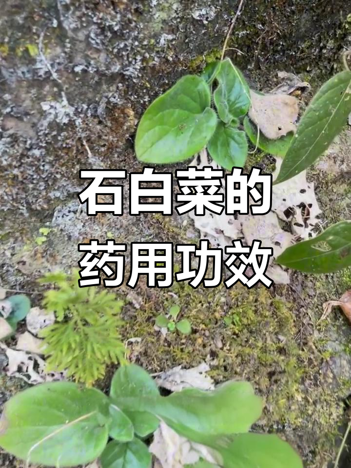 牛耳朵:岩壁上的神奇药材,清热解毒又滋补