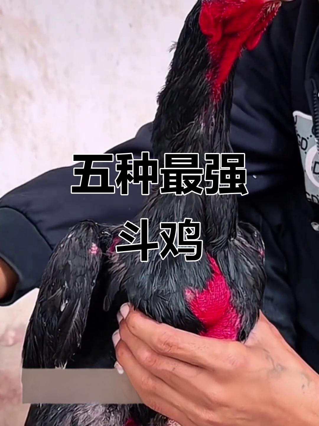 五大最凶猛斗鸡品种,看看你了解吗?