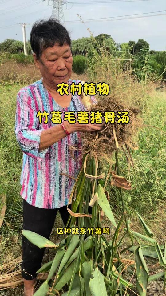 自家种的植物吃得安心 今日煲一个适合秋季喝的竹葛毛薯猪骨汤 煲汤 为你煲汤 我的厨房日记 