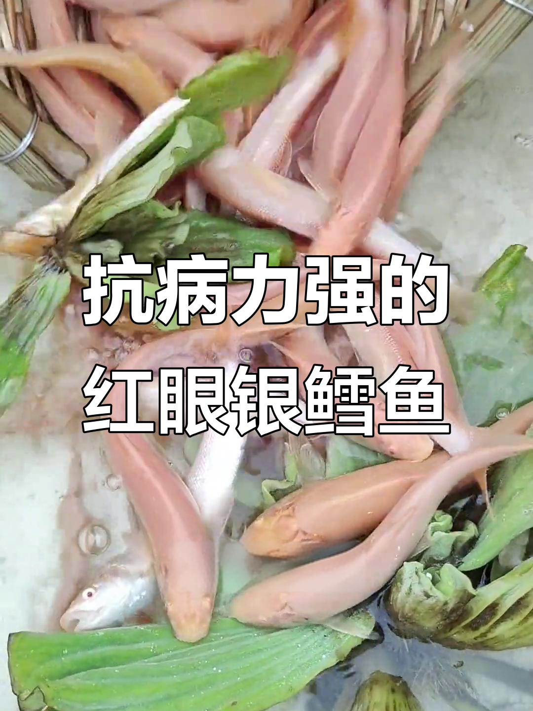 红眼银鳕鱼:几乎不生病的养殖新宠,肉质鲜嫩
