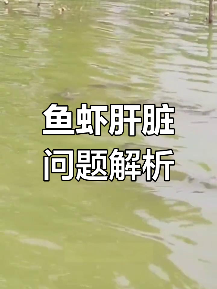 鱼类肝胆综合症:症状与应对方法