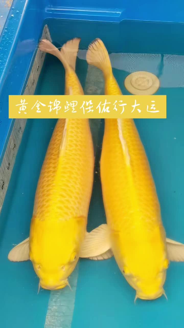 黄金锦鲤70-75cm 见锦鲤者发发发 精品锦鲤 好贵气的鲤鱼 观赏鱼品种大全 祝大家年年