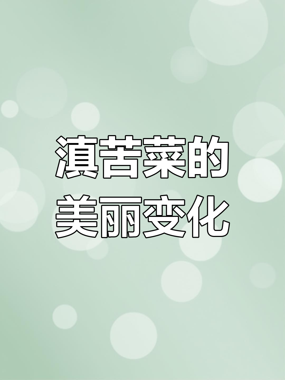 滇苦菜,黄花变白球,香气四溢,岁月如诗
