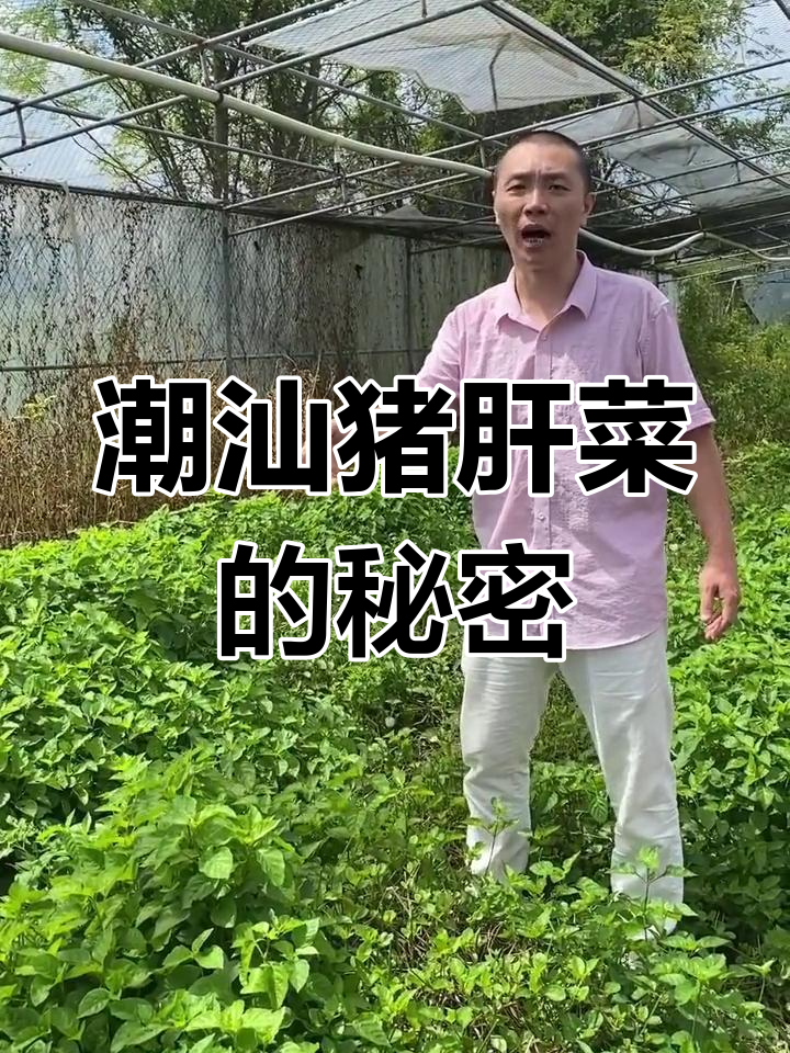 潮汕猪肝菜:一种独特青草的美味与文化