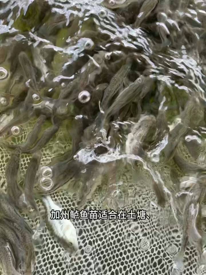 鲈鱼 加州鲈鱼苗 优鲈3号鱼苗