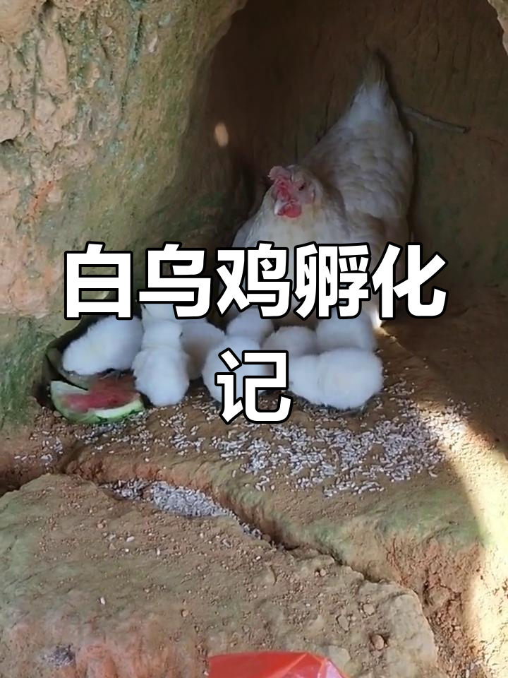 自家土鸡孵化,白乌鸡可爱至极,纯天然喂养