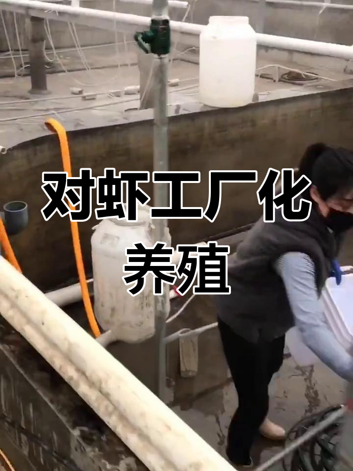 南美白对虾工厂化养殖,技术揭秘!