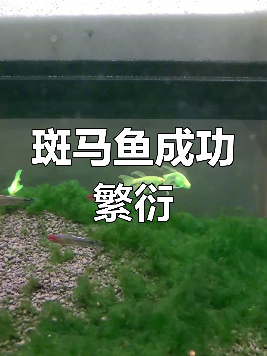 斑马鱼繁殖挑战:母鱼产卵,密密麻麻的鱼宝宝诞生
