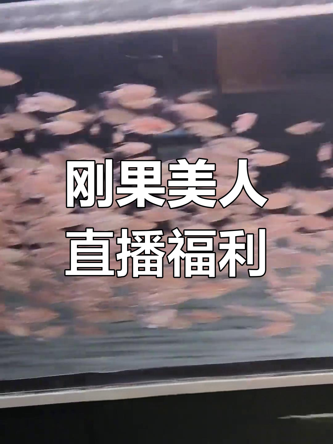 刚果美人鱼来啦!今晚直播福利多多,不容错过