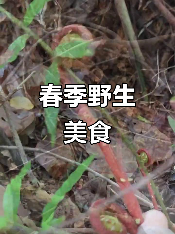 春天野菜大丰收,赤蕨菜的独特美味