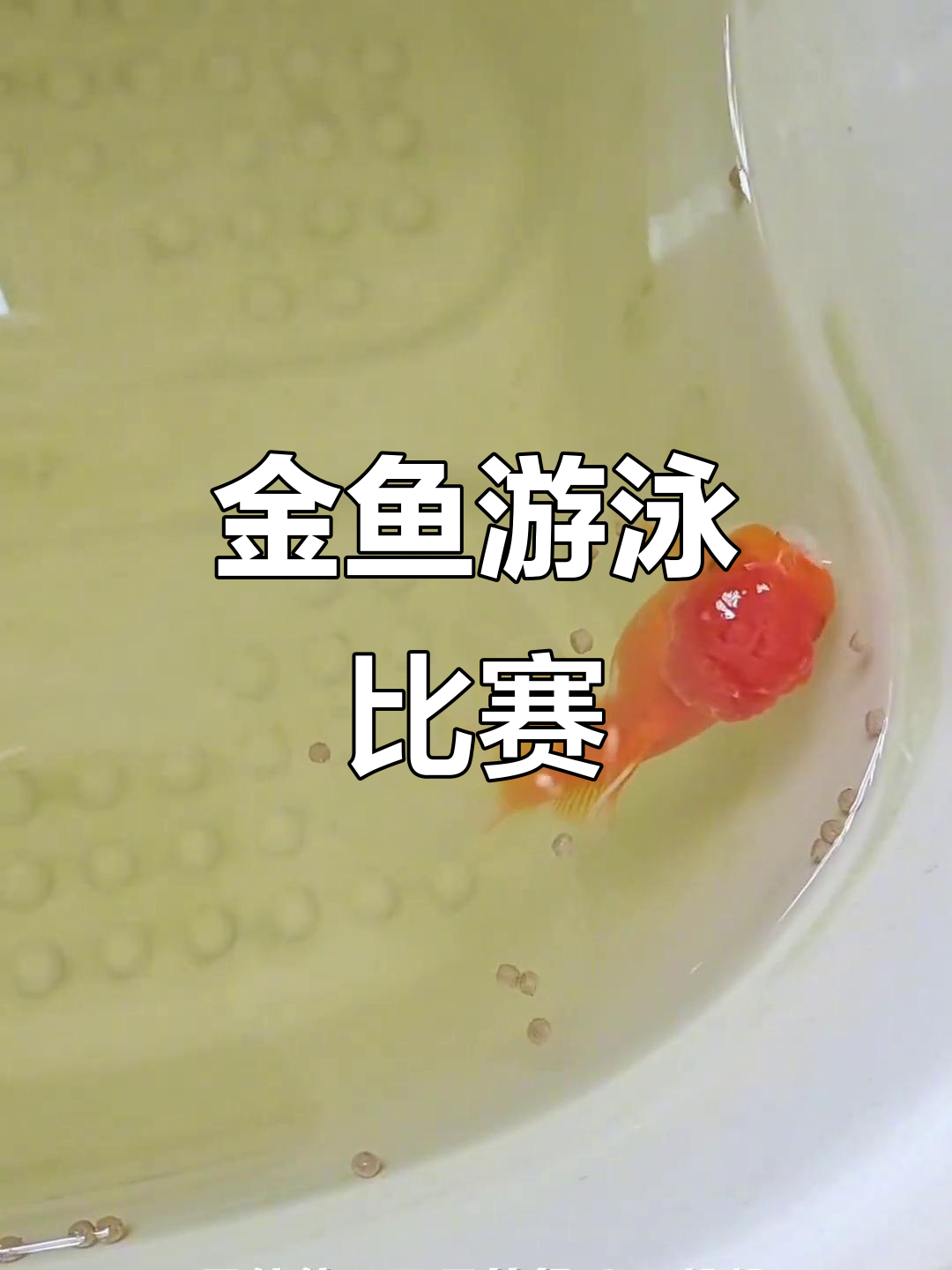 小金鱼游泳大赛,可可和嘟嘟激烈对决!
