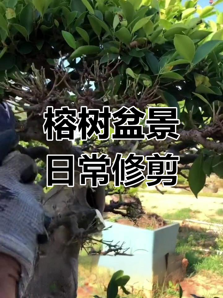 榕树盆景修剪技巧:岭南派枝法解析