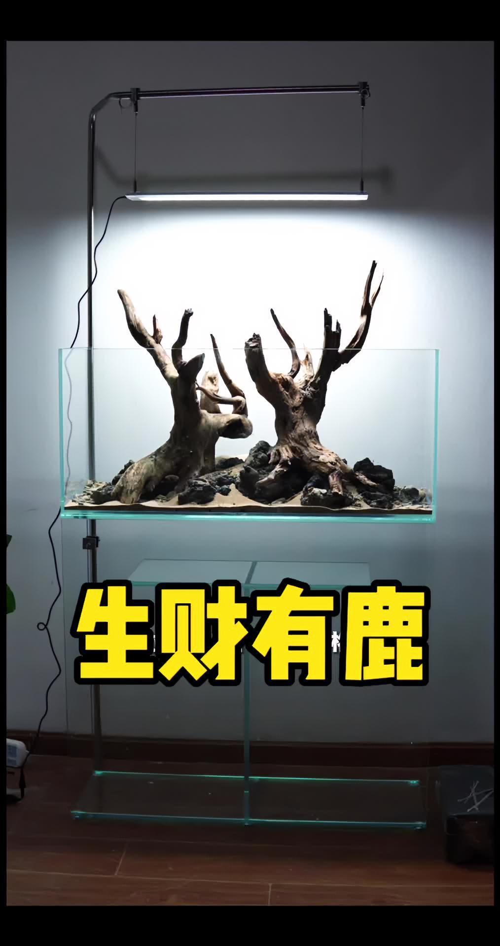 邻居说这叫鹿来吉祥,生财有路,说的不错,文化人儿!水族 鱼缸 水草缸 养鱼