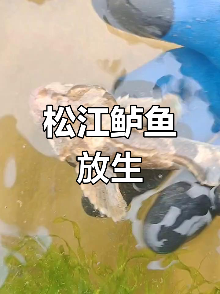 国家二级保护动物松江鲈鱼放生