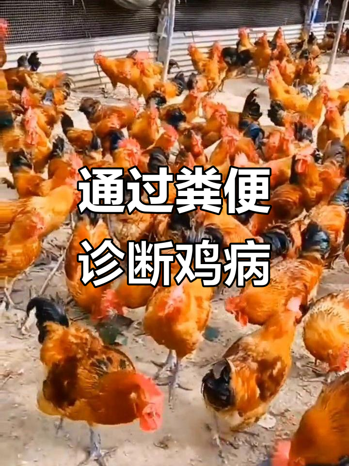 鸡粪便颜色变化揭示健康问题,如何判断疾病