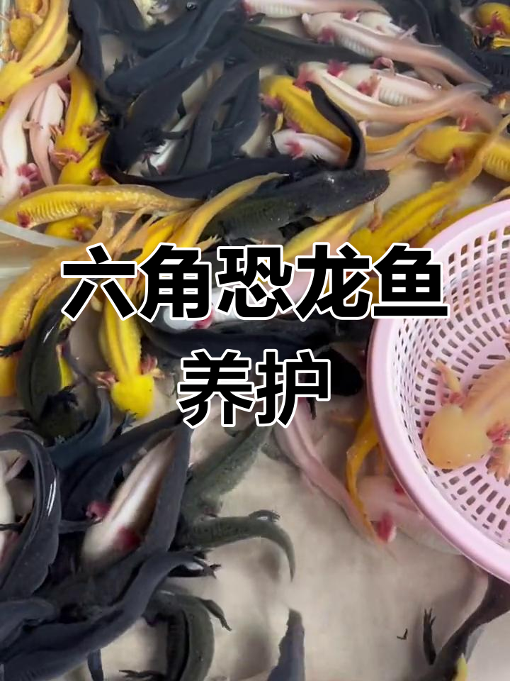 六角恐龙鱼饲养技巧:保持水质与清理粪便