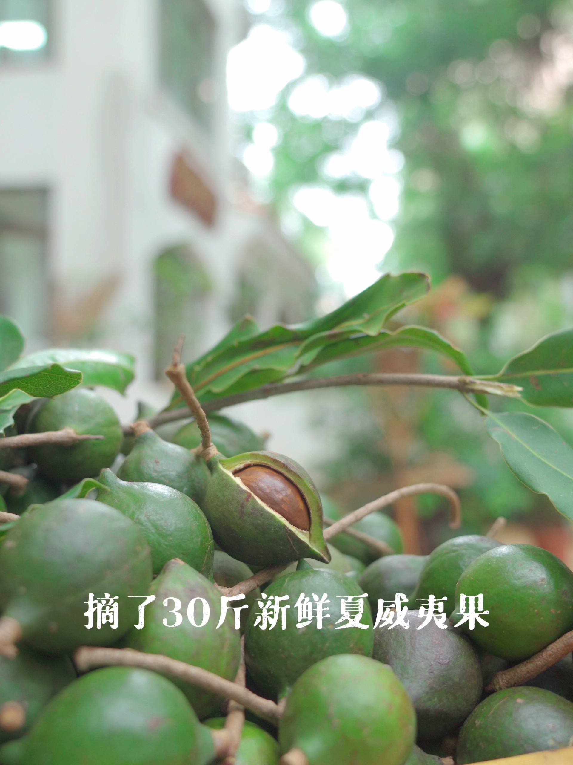 新鲜的生夏威夷果吃起来有淡淡奶香