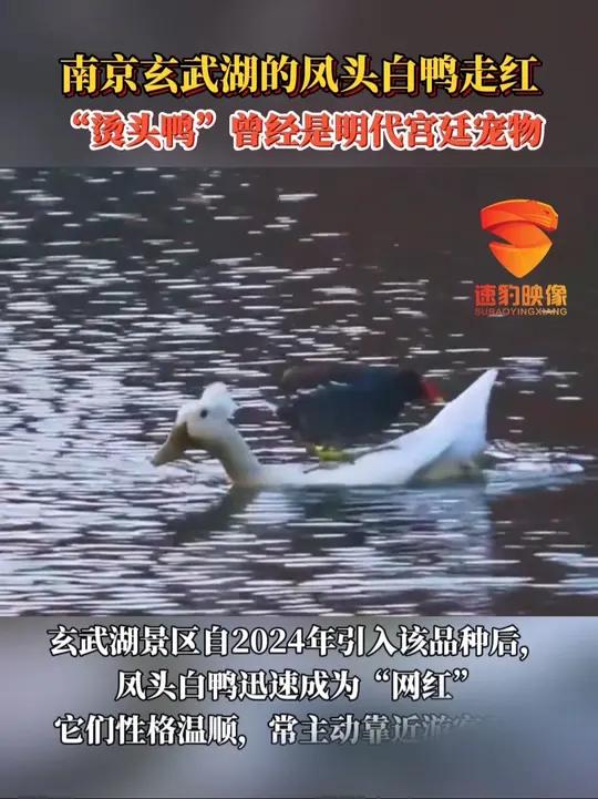 南京玄武湖的凤头白鸭走红 “烫头鸭”曾经是明代宫廷宠物
