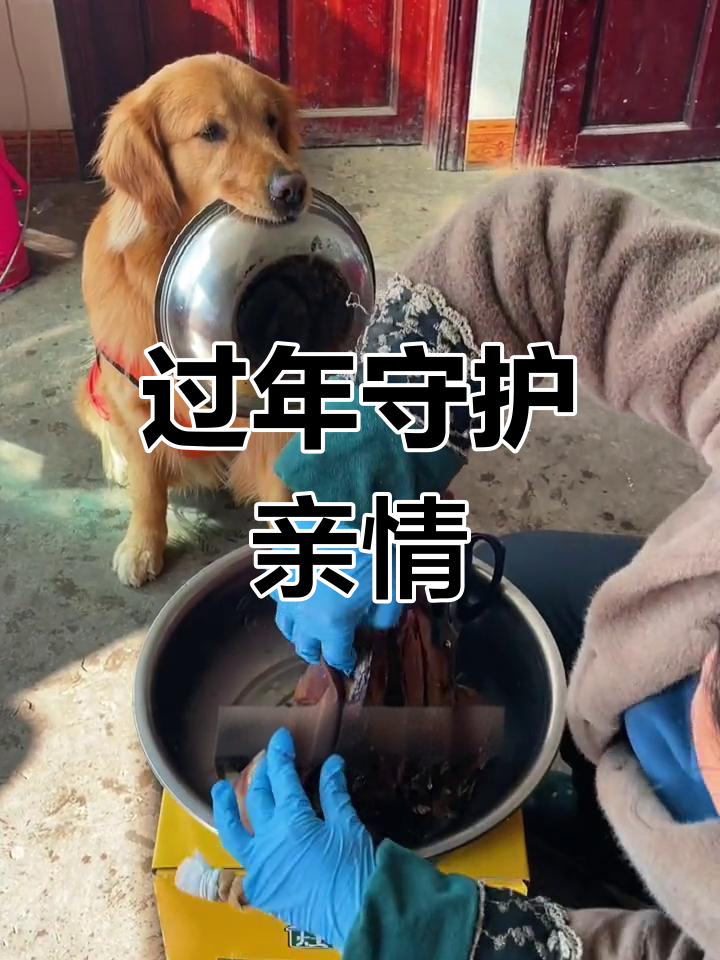 春节期间,摆摆守着外婆,帮她一起撕猪脑壳肉
