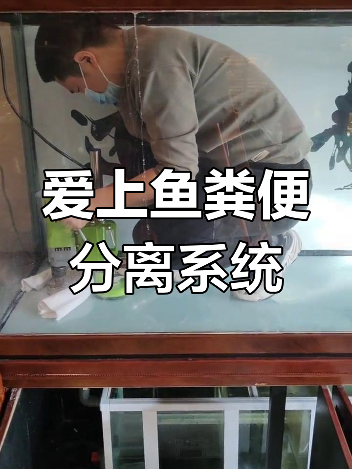 鱼缸底滤改造大揭秘,轻松解决粪便问题