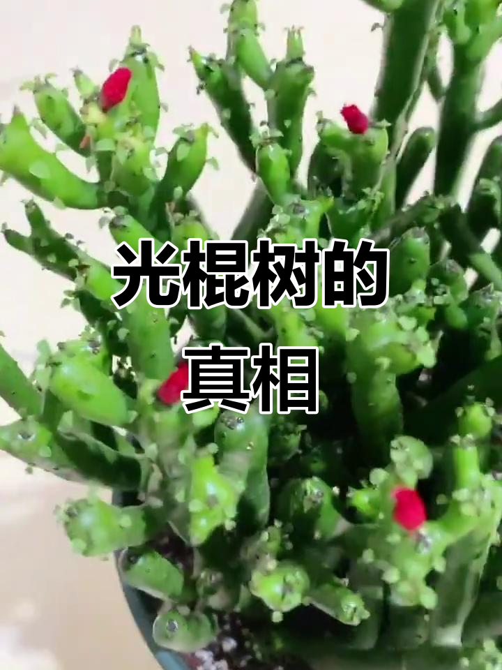 买光棍树时,别被红色小花误导!它不是真正的花