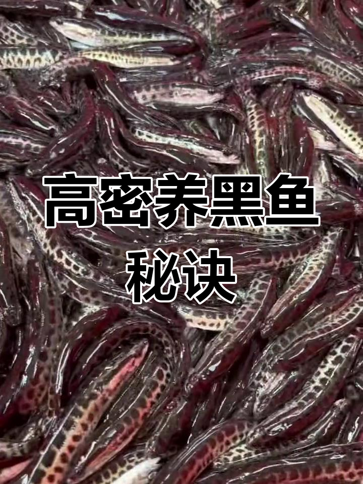 黑鱼苗养殖技巧:高密度饲养与疾病预防