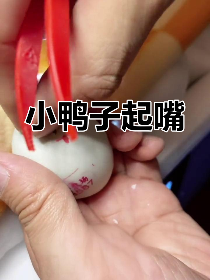 柯尔鸭孵化第23天,嘴部破壳