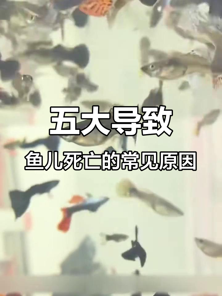 鱼突然死亡？这五大原因你中了吗